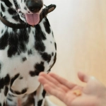 Традиционные системы поощрения мастеров и современные программы поддержки