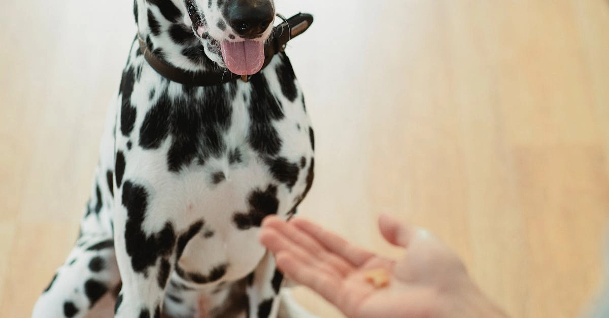Традиционные системы поощрения мастеров и современные программы поддержки
